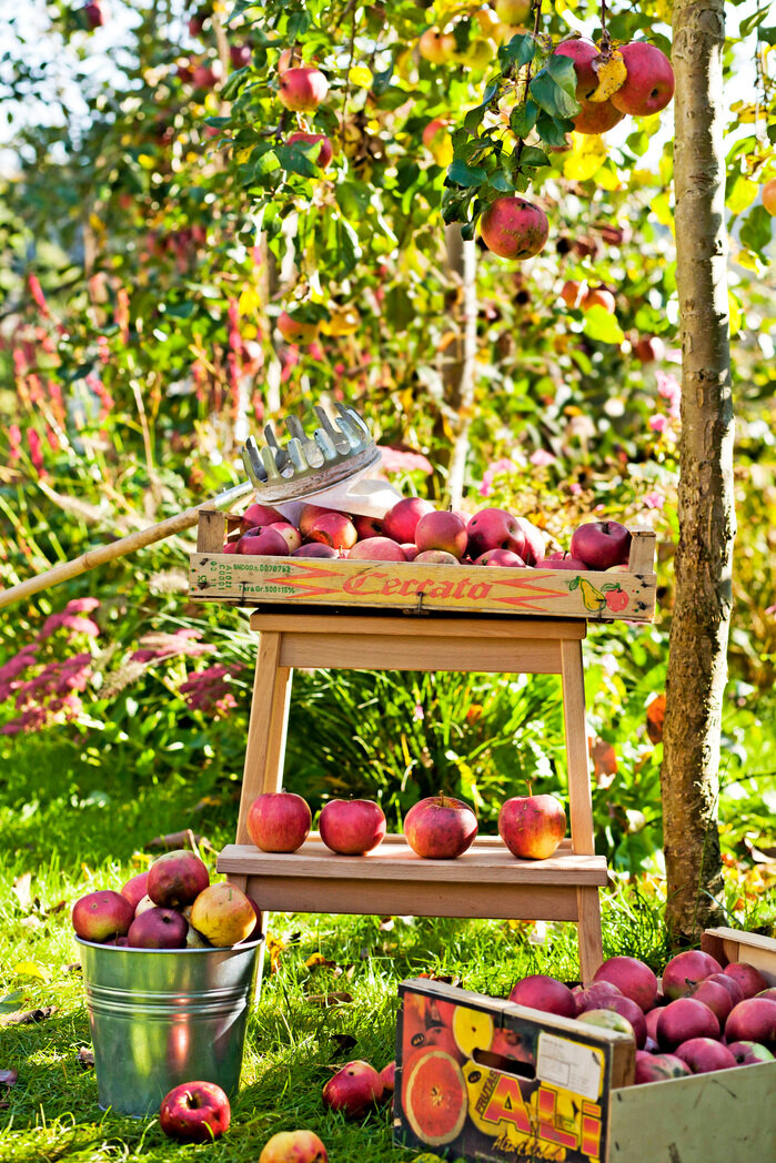 Ein Garten voller Äpfel kraut&rüben 102022